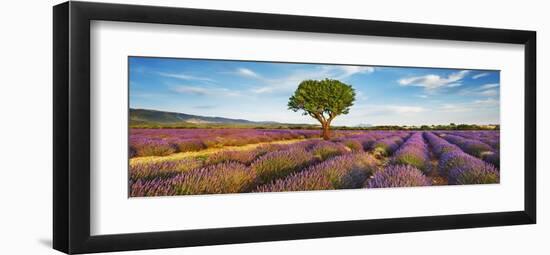 Lavender field and almond tree, Provence, France-Frank Krahmer-Framed Giclee Print