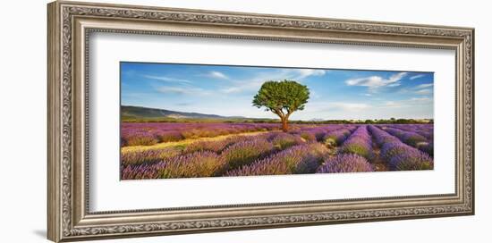 Lavender field and almond tree, Provence, France-Frank Krahmer-Framed Giclee Print