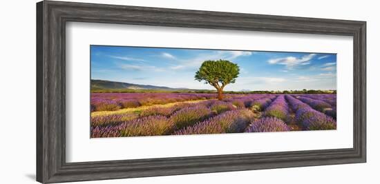 Lavender field and almond tree, Provence, France-Frank Krahmer-Framed Giclee Print