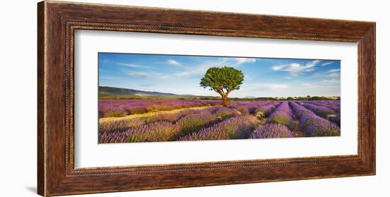 Lavender field and almond tree, Provence, France-Frank Krahmer-Framed Giclee Print