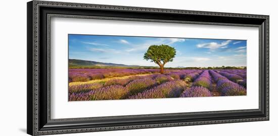 Lavender field and almond tree, Provence, France-Frank Krahmer-Framed Giclee Print