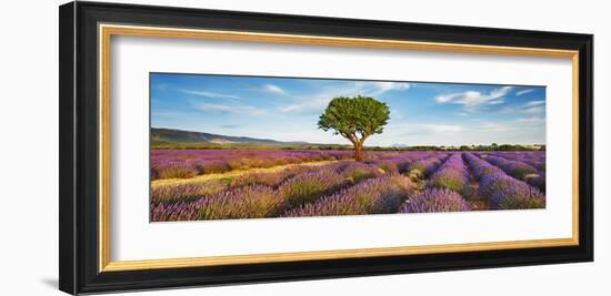 Lavender field and almond tree, Provence, France-Frank Krahmer-Framed Giclee Print