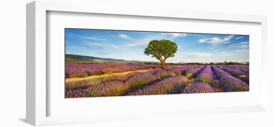 Lavender field and almond tree, Provence, France-Frank Krahmer-Framed Giclee Print