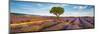 Lavender field and almond tree, Provence, France-Frank Krahmer-Mounted Giclee Print