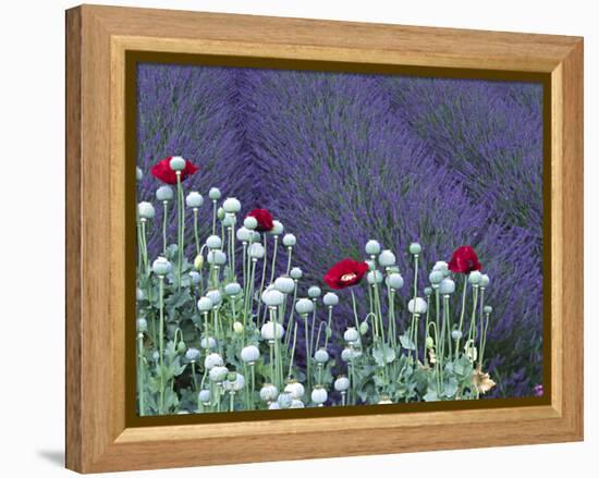 Lavender Field and Poppies, Sequim, Olympic National Park, Washington, USA-Charles Sleicher-Framed Premier Image Canvas