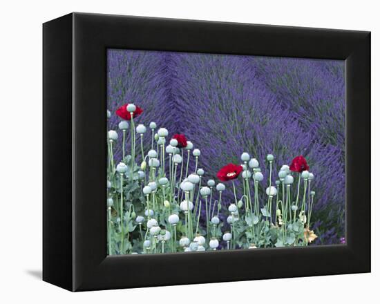 Lavender Field and Poppies, Sequim, Olympic National Park, Washington, USA-Charles Sleicher-Framed Premier Image Canvas