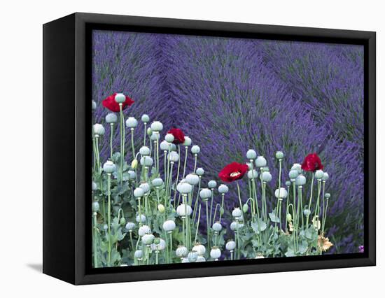 Lavender Field and Poppies, Sequim, Olympic National Park, Washington, USA-Charles Sleicher-Framed Premier Image Canvas