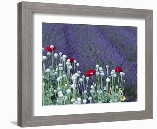 Lavender Field and Poppies, Sequim, Olympic National Park, Washington, USA-Charles Sleicher-Framed Photographic Print