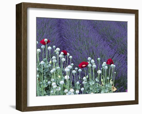 Lavender Field and Poppies, Sequim, Olympic National Park, Washington, USA-Charles Sleicher-Framed Photographic Print