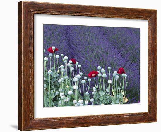 Lavender Field and Poppies, Sequim, Olympic National Park, Washington, USA-Charles Sleicher-Framed Photographic Print