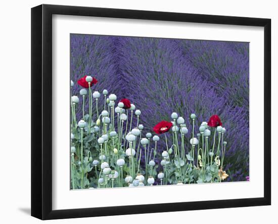 Lavender Field and Poppies, Sequim, Olympic National Park, Washington, USA-Charles Sleicher-Framed Photographic Print