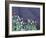 Lavender Field and Poppies, Sequim, Olympic National Park, Washington, USA-Charles Sleicher-Framed Photographic Print