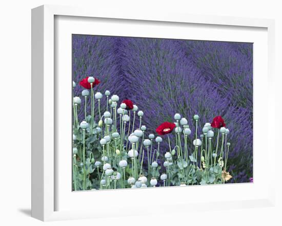 Lavender Field and Poppies, Sequim, Olympic National Park, Washington, USA-Charles Sleicher-Framed Photographic Print