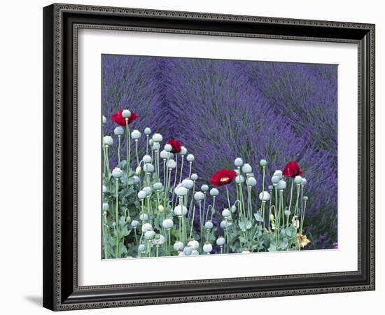 Lavender Field and Poppies, Sequim, Olympic National Park, Washington, USA-Charles Sleicher-Framed Photographic Print