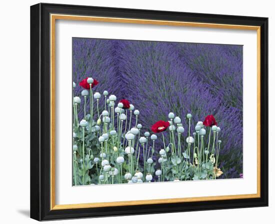 Lavender Field and Poppies, Sequim, Olympic National Park, Washington, USA-Charles Sleicher-Framed Photographic Print