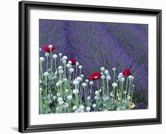 Lavender Field and Poppies, Sequim, Olympic National Park, Washington, USA-Charles Sleicher-Framed Photographic Print