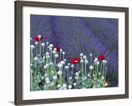 Lavender Field and Poppies, Sequim, Olympic National Park, Washington, USA-Charles Sleicher-Framed Photographic Print