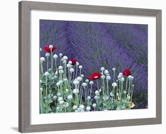 Lavender Field and Poppies, Sequim, Olympic National Park, Washington, USA-Charles Sleicher-Framed Photographic Print