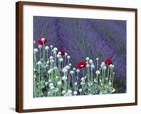 Lavender Field and Poppies, Sequim, Olympic National Park, Washington, USA-Charles Sleicher-Framed Photographic Print