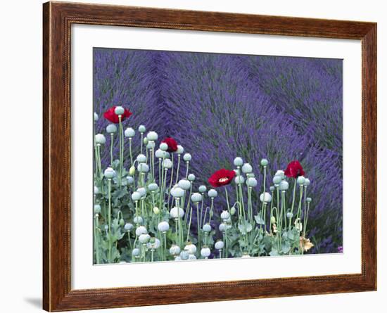 Lavender Field and Poppies, Sequim, Olympic National Park, Washington, USA-Charles Sleicher-Framed Photographic Print