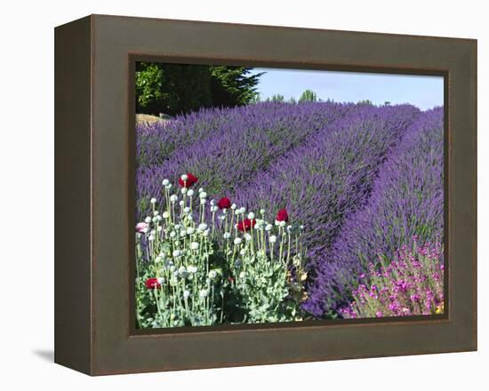 Lavender Field and Poppies, Sequim, Olympic National Park, Washington, USA-Charles Sleicher-Framed Premier Image Canvas