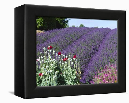 Lavender Field and Poppies, Sequim, Olympic National Park, Washington, USA-Charles Sleicher-Framed Premier Image Canvas