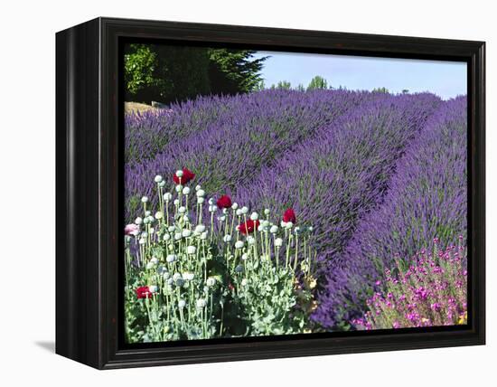 Lavender Field and Poppies, Sequim, Olympic National Park, Washington, USA-Charles Sleicher-Framed Premier Image Canvas