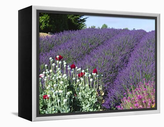 Lavender Field and Poppies, Sequim, Olympic National Park, Washington, USA-Charles Sleicher-Framed Premier Image Canvas