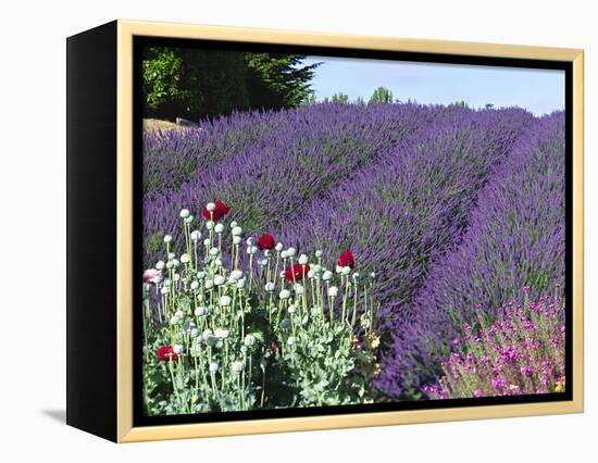 Lavender Field and Poppies, Sequim, Olympic National Park, Washington, USA-Charles Sleicher-Framed Premier Image Canvas