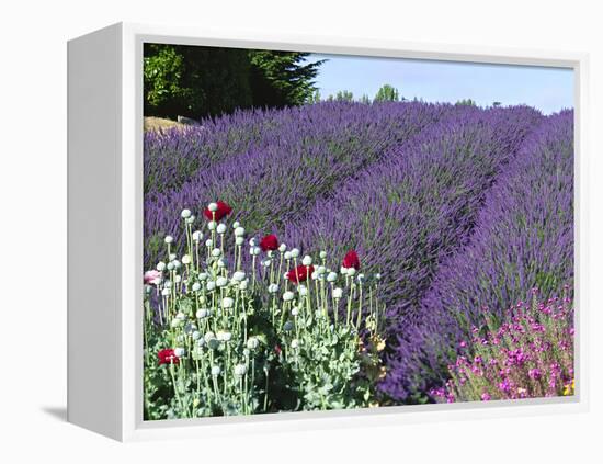 Lavender Field and Poppies, Sequim, Olympic National Park, Washington, USA-Charles Sleicher-Framed Premier Image Canvas