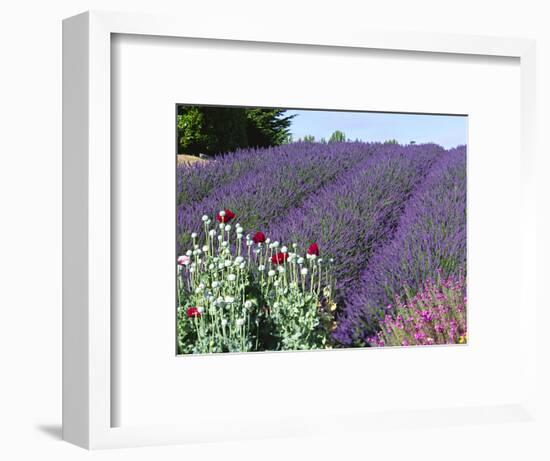 Lavender Field and Poppies, Sequim, Olympic National Park, Washington, USA-Charles Sleicher-Framed Photographic Print