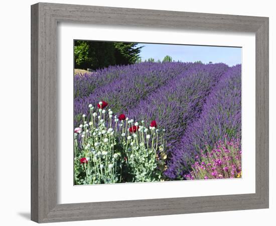 Lavender Field and Poppies, Sequim, Olympic National Park, Washington, USA-Charles Sleicher-Framed Photographic Print