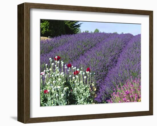 Lavender Field and Poppies, Sequim, Olympic National Park, Washington, USA-Charles Sleicher-Framed Photographic Print