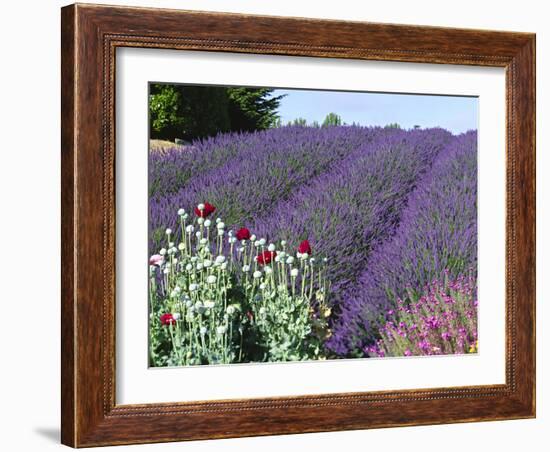 Lavender Field and Poppies, Sequim, Olympic National Park, Washington, USA-Charles Sleicher-Framed Photographic Print