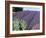 Lavender Field and Poppies, Sequim, Olympic National Park, Washington, USA-Charles Sleicher-Framed Photographic Print