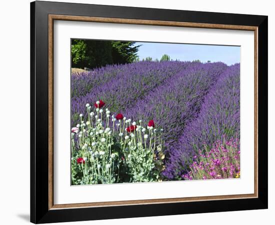 Lavender Field and Poppies, Sequim, Olympic National Park, Washington, USA-Charles Sleicher-Framed Photographic Print