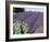 Lavender Field and Poppies, Sequim, Olympic National Park, Washington, USA-Charles Sleicher-Framed Photographic Print