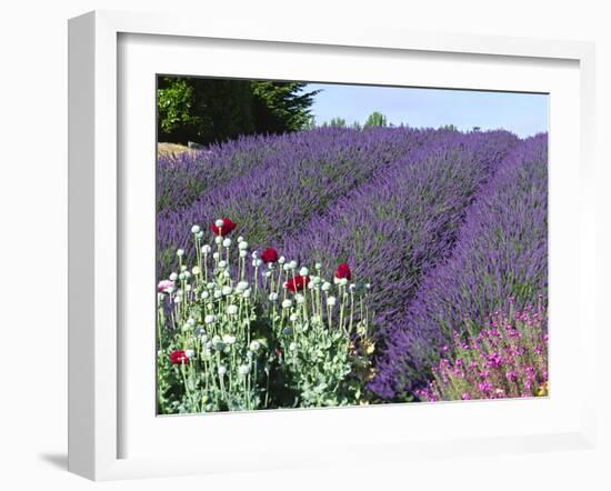 Lavender Field and Poppies, Sequim, Olympic National Park, Washington, USA-Charles Sleicher-Framed Photographic Print