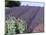 Lavender Field and Poppies, Sequim, Olympic National Park, Washington, USA-Charles Sleicher-Mounted Photographic Print