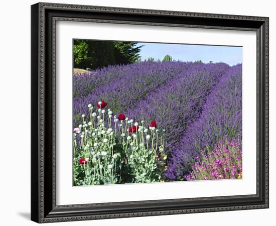 Lavender Field and Poppies, Sequim, Olympic National Park, Washington, USA-Charles Sleicher-Framed Photographic Print