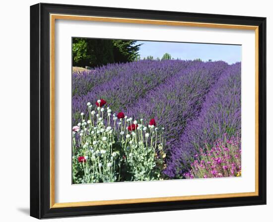 Lavender Field and Poppies, Sequim, Olympic National Park, Washington, USA-Charles Sleicher-Framed Photographic Print