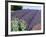 Lavender Field and Poppies, Sequim, Olympic National Park, Washington, USA-Charles Sleicher-Framed Photographic Print