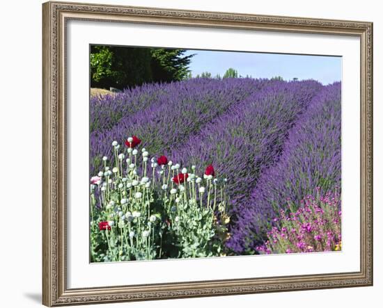 Lavender Field and Poppies, Sequim, Olympic National Park, Washington, USA-Charles Sleicher-Framed Photographic Print