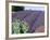 Lavender Field and Poppies, Sequim, Olympic National Park, Washington, USA-Charles Sleicher-Framed Photographic Print