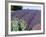 Lavender Field and Poppies, Sequim, Olympic National Park, Washington, USA-Charles Sleicher-Framed Photographic Print