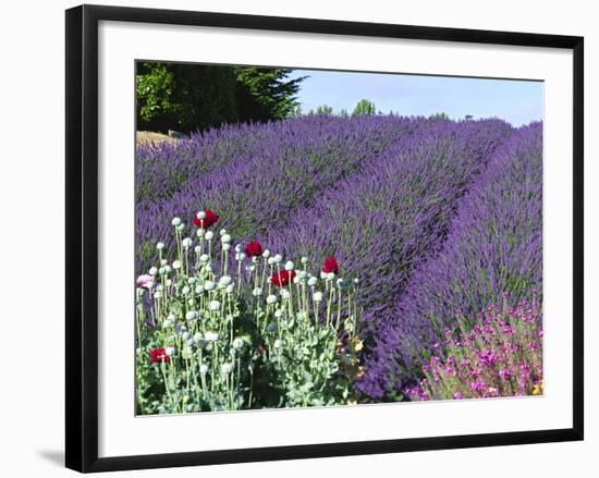 Lavender Field and Poppies, Sequim, Olympic National Park, Washington, USA-Charles Sleicher-Framed Photographic Print