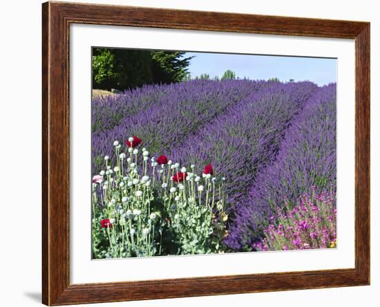 Lavender Field and Poppies, Sequim, Olympic National Park, Washington, USA-Charles Sleicher-Framed Photographic Print