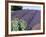 Lavender Field and Poppies, Sequim, Olympic National Park, Washington, USA-Charles Sleicher-Framed Photographic Print