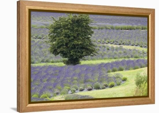 Lavender Field and Tree-Dana Styber-Framed Premier Image Canvas