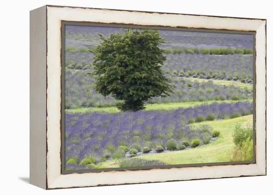 Lavender Field and Tree-Dana Styber-Framed Premier Image Canvas